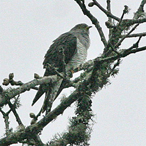 Lesser Cuckoo